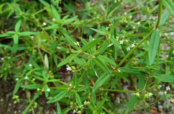 傘房花耳草修剪應該選擇什么時候 ?