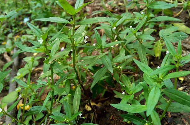 傘房花耳草對溫度和濕度有什么要求 ?