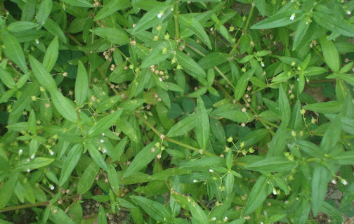 傘房花耳草的繁殖能力怎么樣 ?