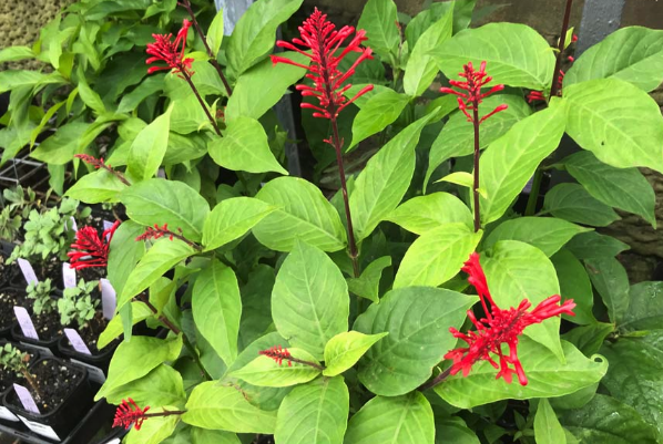 紅樓花對生長環境有什么要求,花期在什么時候 ?