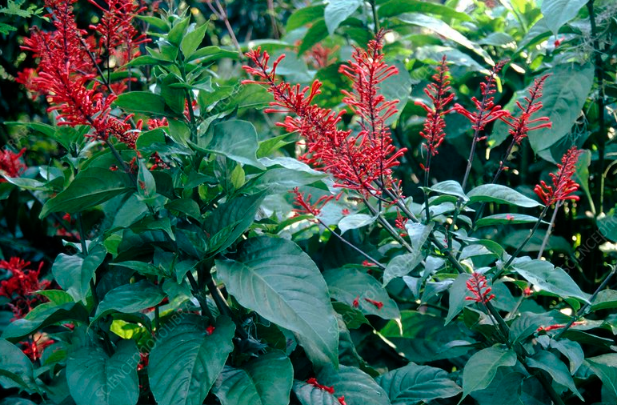紅樓花是什么植物,分布在哪些地區 ?