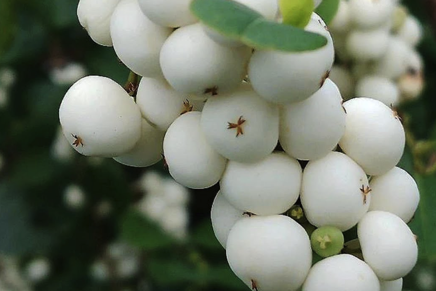 白飯樹修剪枝葉的時間在什么時候?