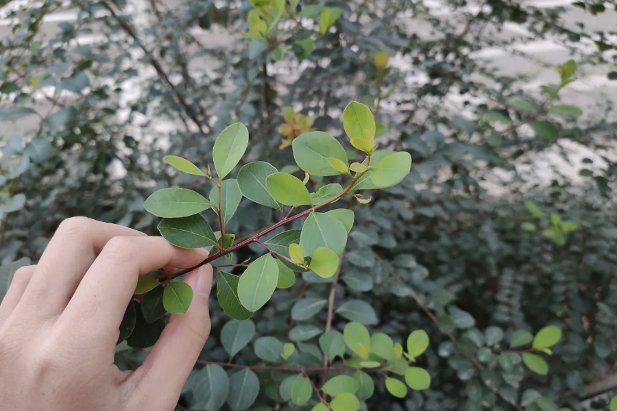白飯樹修剪枝葉的時間在什么時候?