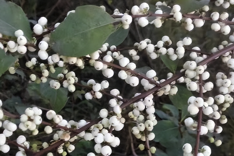 白飯樹可以在貧瘠的土壤中種植嗎?