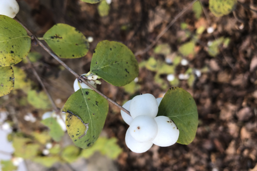 白飯樹可以在貧瘠的土壤中種植嗎?