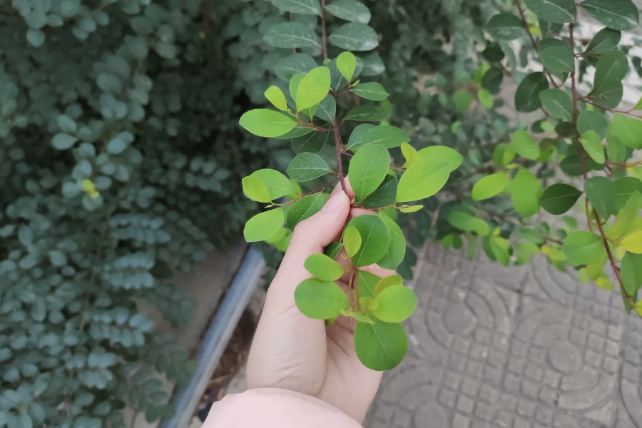白飯樹分株繁殖時需要注意什么?