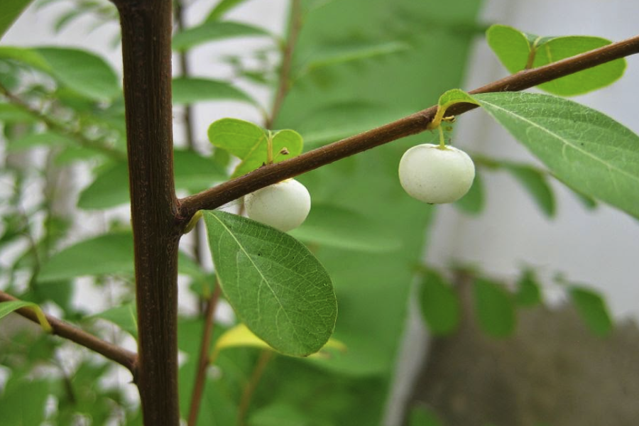 白飯樹種子收集后怎么處理和保存?