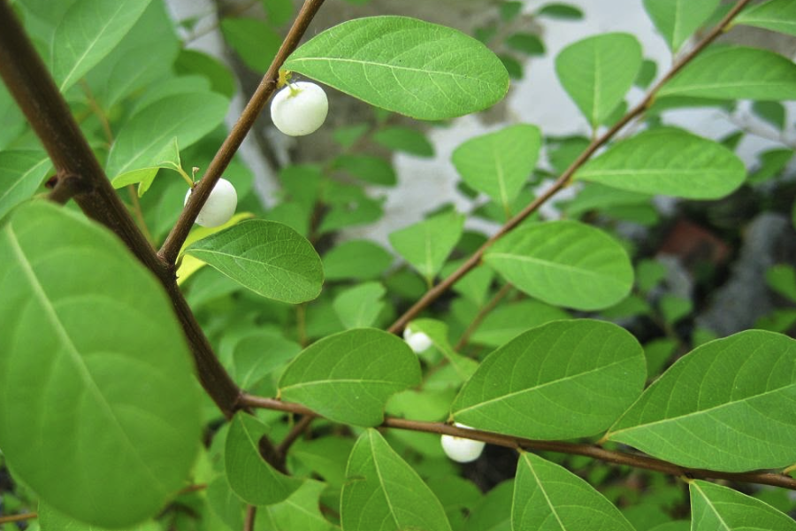 白飯樹果實有什么特點和營養(yǎng)價值?