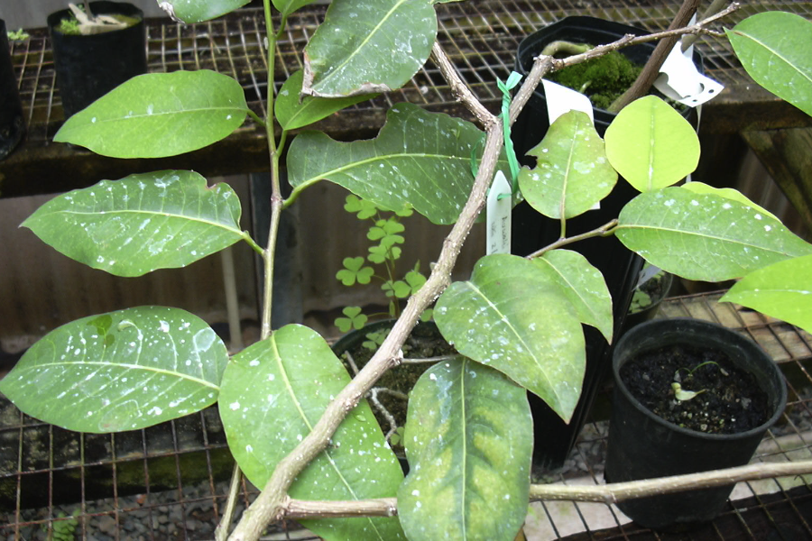 白飯樹是什么植物,分布在什么地區(qū)?