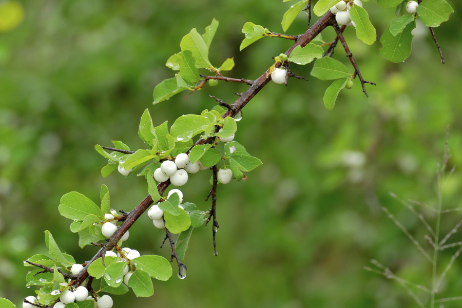 白飯樹是什么植物,分布在什么地區(qū)?