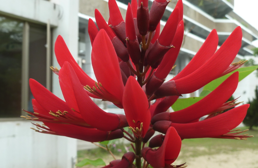 黃脈刺桐花朵花姿有什么特點(diǎn)?