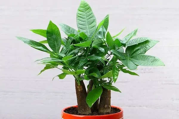 發財樹養殖小技巧,讓你的綠植茁壯成長!