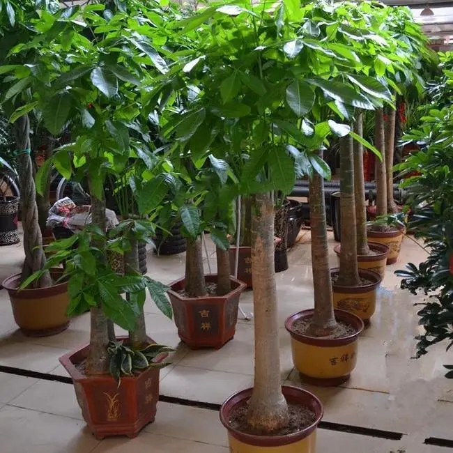 發財樹的養殖秘籍,讓你的綠植生機勃勃!