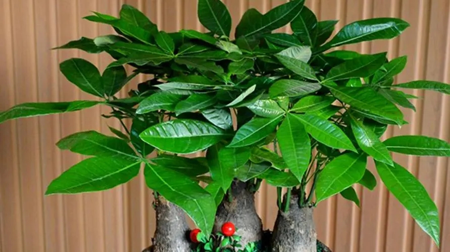 如何讓你的發(fā)財樹更茂盛?