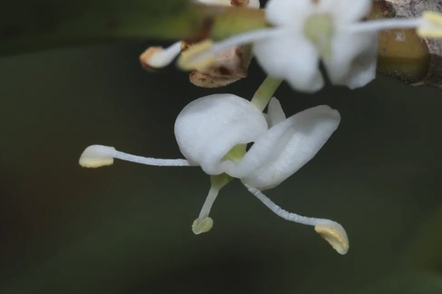柊樹花朵和葉片有什么特點?