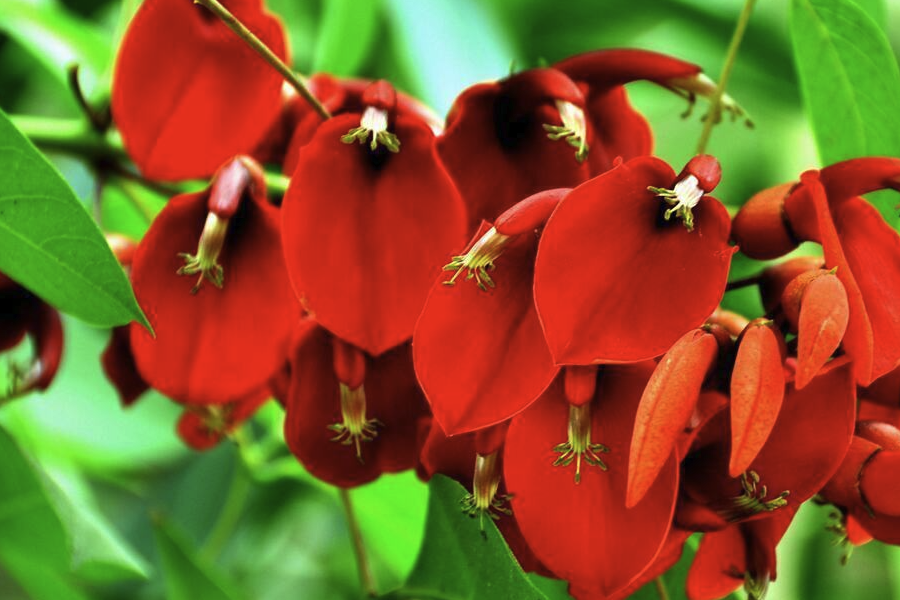 雞冠刺桐怎么培養(yǎng)種子發(fā)芽?