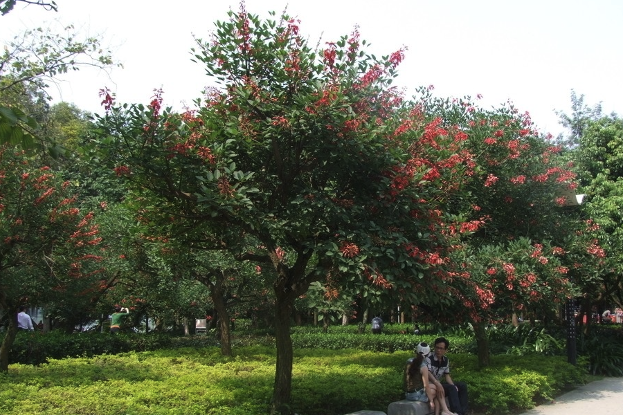 雞冠刺桐怎么培養(yǎng)種子發(fā)芽?
