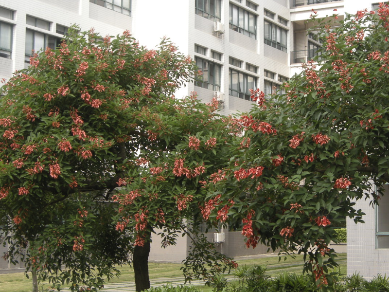 雞冠刺桐是什么植物,有什么形態特點?