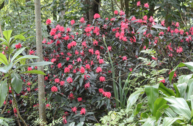 珊瑚花感染葉斑病怎么治療 ?