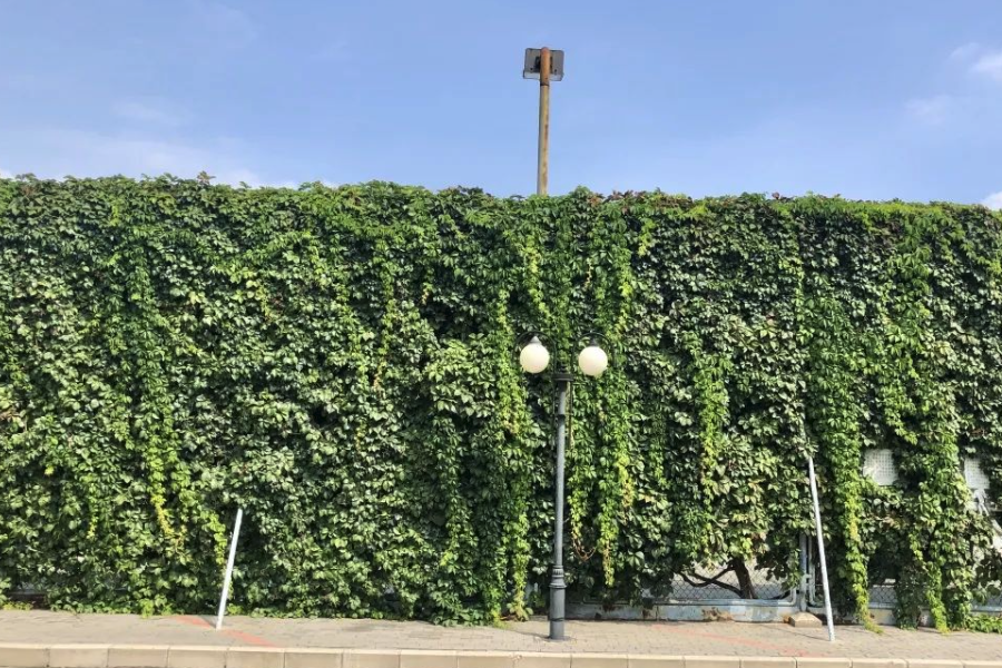 五葉地錦對種植環境有什么要求?