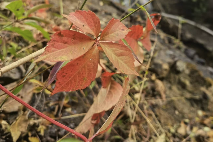 五葉地錦形態(tài)特征和生態(tài)習(xí)性?