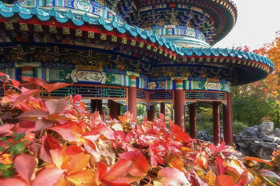 五葉地錦出現(xiàn)葉斑病是什么原因?