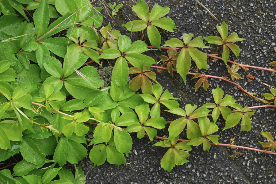 五葉地錦庭院種植需要注意什么?