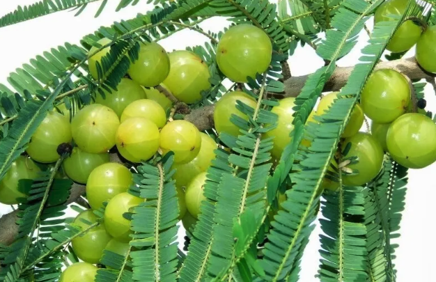 余甘子對氣溫的適應范圍怎么樣 ?