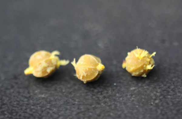 余甘子種子的收集方法和注意事項 ?