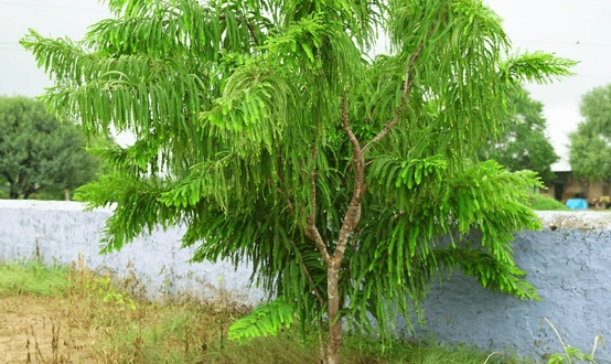 余甘子能長到多高,葉片有什么特點 ?