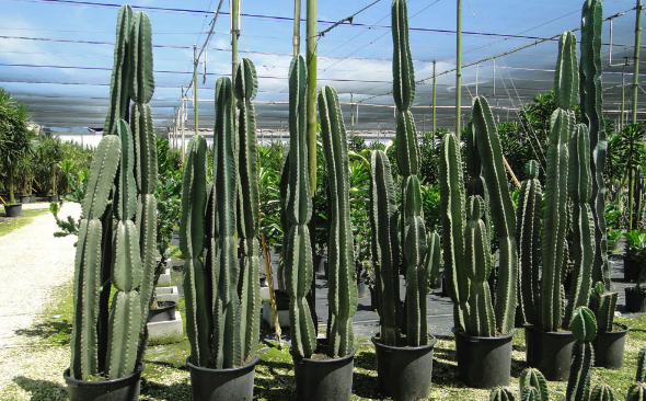 秘魯蠟柱仙人掌可以耐多久的干旱 ?