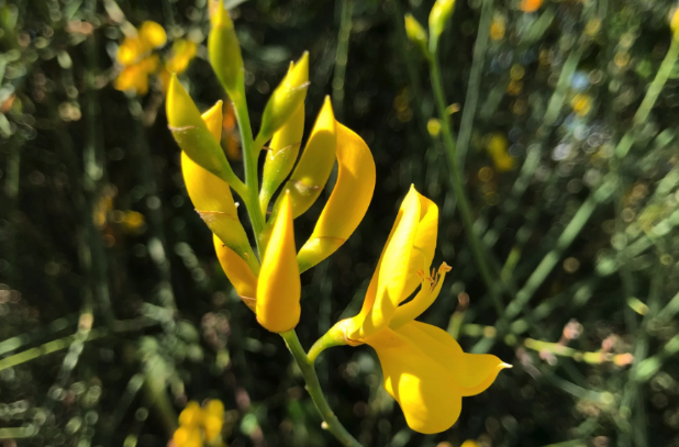 金雀花枝條和花瓣有什么特點 ?