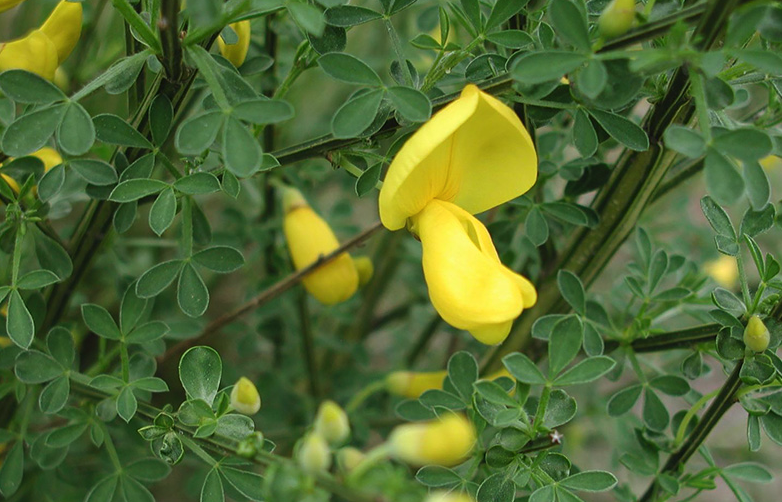 金雀花適應(yīng)在什么環(huán)境下生長 ?
