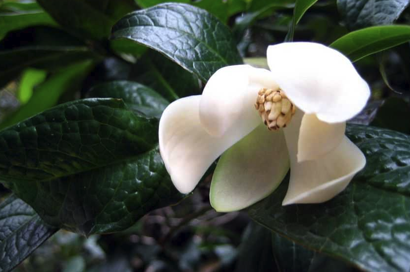 夜合花是什么植物,有什么形態(tài)特點(diǎn)?