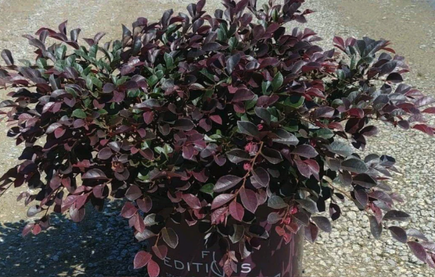 紅繼木怎么進行種子收集和處理 ?