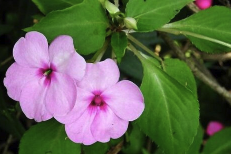 指甲花生育適溫是什么范圍?
