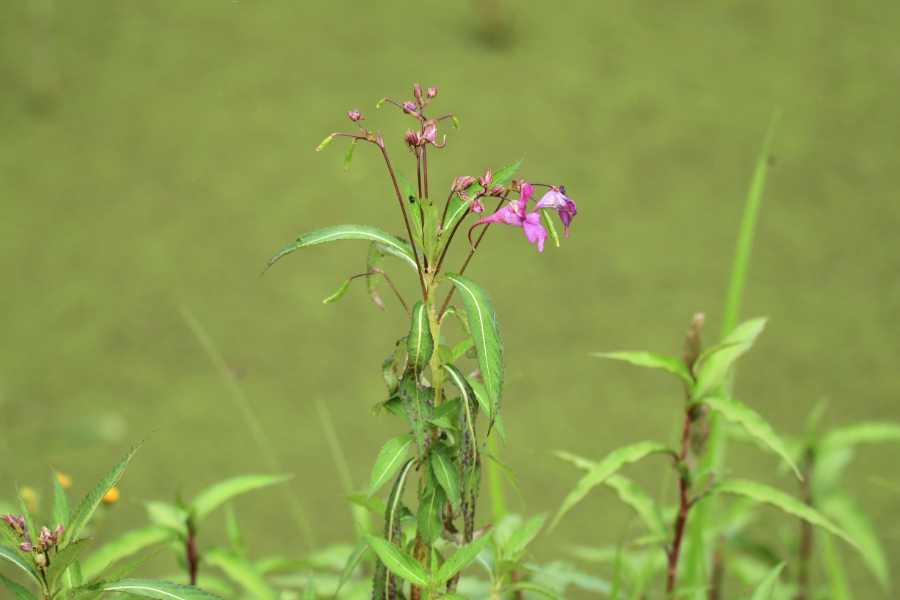 指甲花生育適溫是什么范圍?
