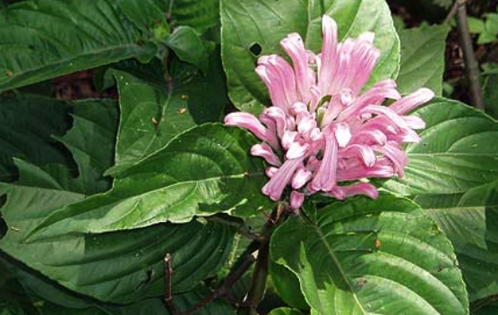 珊瑚花種子怎么采集和處理 ?