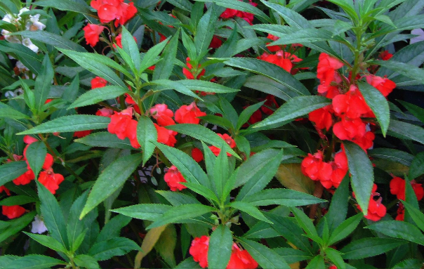 指甲花怎么防治灰霉病 ?