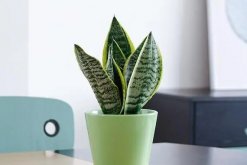 <strong>虎皮蘭的病蟲害防治：保護(hù)你的綠植健康</strong>