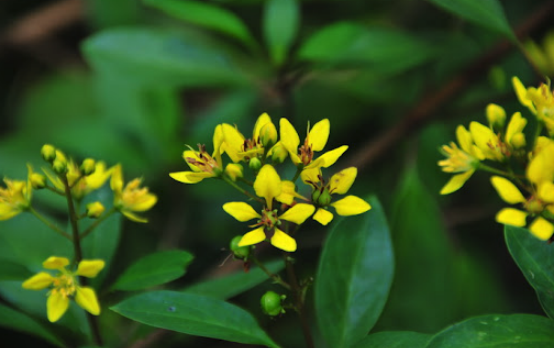 金英可以在室內(nèi)種植嗎 ?