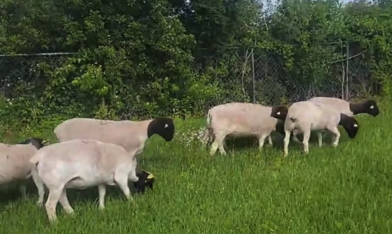 杜泊綿羊飼料中加入什么可以提高生長速度 ?