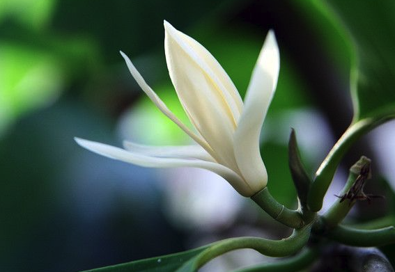 南洋含笑花能長多高,花期在什么時候 ?