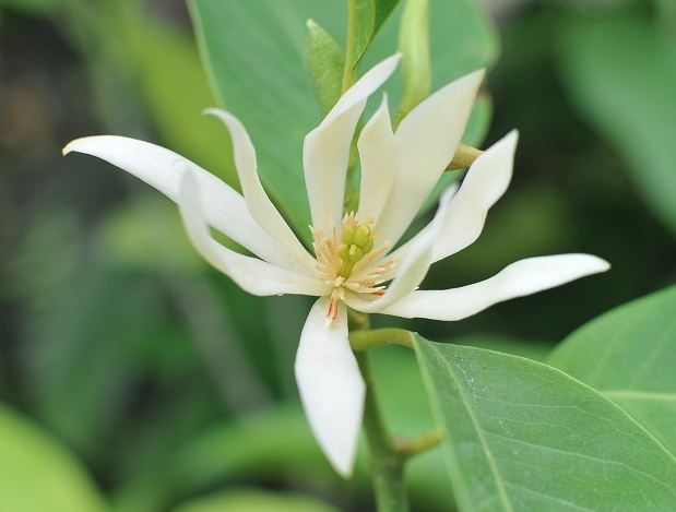 南洋含笑花對(duì)土壤和水分有什么要求 ?