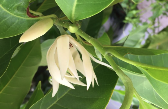 南洋含笑花對(duì)土壤和水分有什么要求 ?