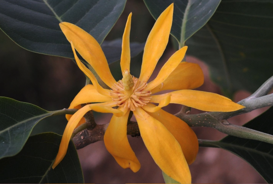 南洋含笑花原產(chǎn)地在哪里,有什么生態(tài)價(jià)值 ?