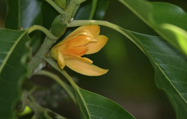 南洋含笑花原產(chǎn)地在哪里,有什么生態(tài)價(jià)值 ?