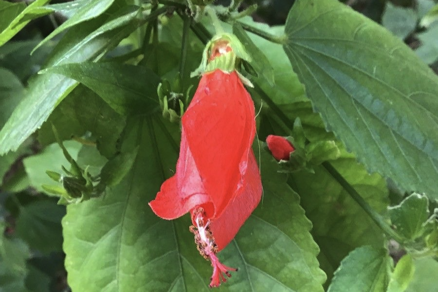 沖天槿花朵如何欣賞?