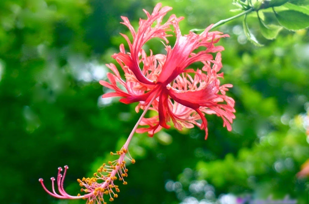 吊燈花怎么防蟲害 ?