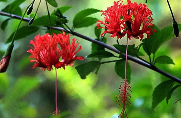 吊燈花嫁接的方法 ?